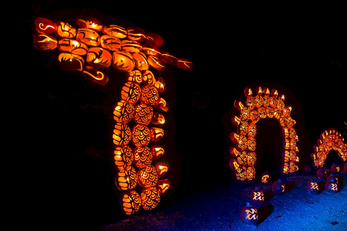 The image shows a series of carved pumpkins arranged and lit to resemble a winding dragon or serpent-like figure in the dark.