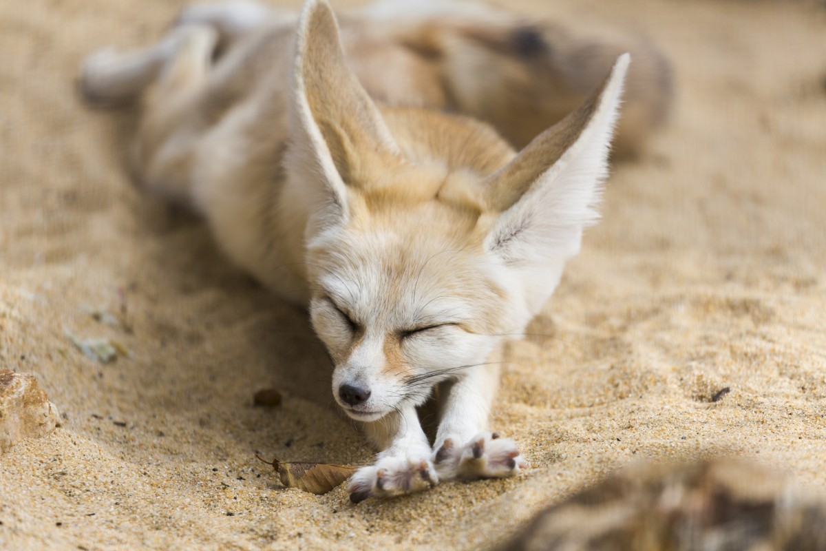 A fennec fox is lying on sandy ground with eyes closed, stretching its front legs forward.