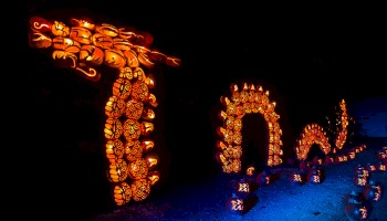 A display of carved pumpkins arranged to create a glowing, serpentine dragon shape in the dark.