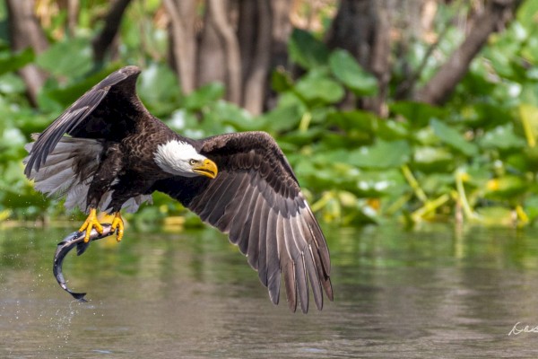 A bald eagle in flight over a calm body of water, catching a fish with its talons, lush green plants in the background.