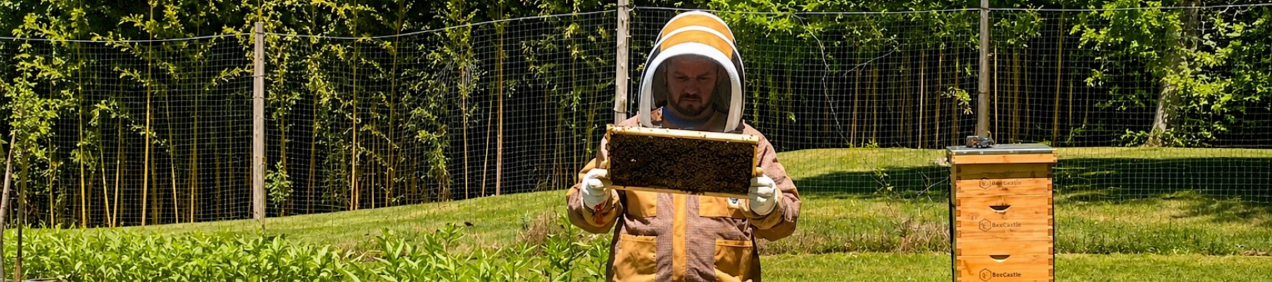A beekeeper inspecting a hive in a garden with multiple bee boxes, plants, and a green, leafy background under bright sunlight.