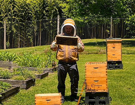 A beekeeper inspecting a hive in a garden with multiple bee boxes, plants, and a green, leafy background under bright sunlight.